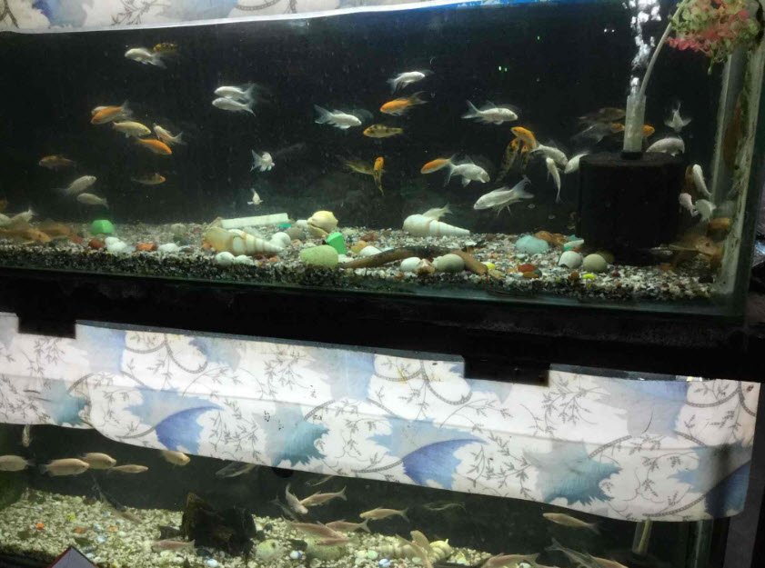 Kankaria Aquarium